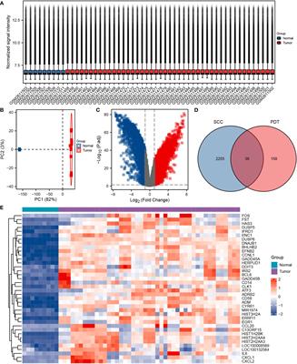 Identification and validation of four photodynamic therapy related genes inhibiting MAPK and inducing cell cycle alteration in squamous cell carcinoma